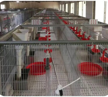 Breeder Goose Feeding System
