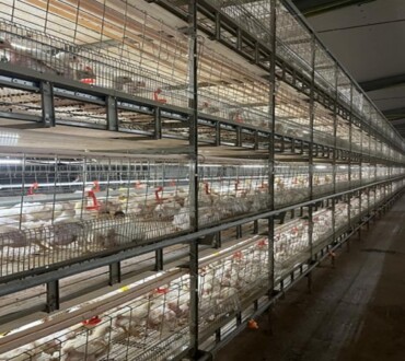 Broiler Cage System