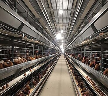 Cage system