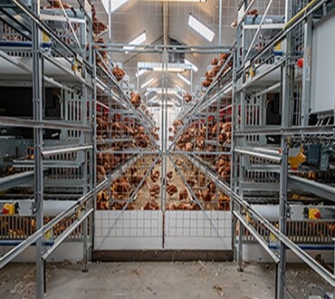 Egg production equipment