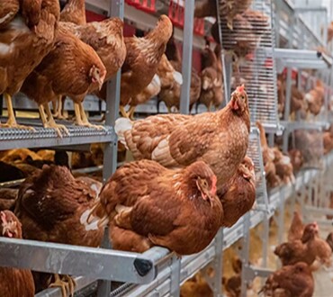 Egg Production Equipment