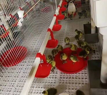 Breeder Duck Feeding System