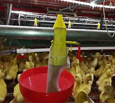 Breeder Duck Feeding System