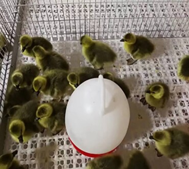 Water Fountain For Ducks