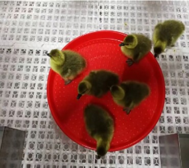 Open Dish for Ducks